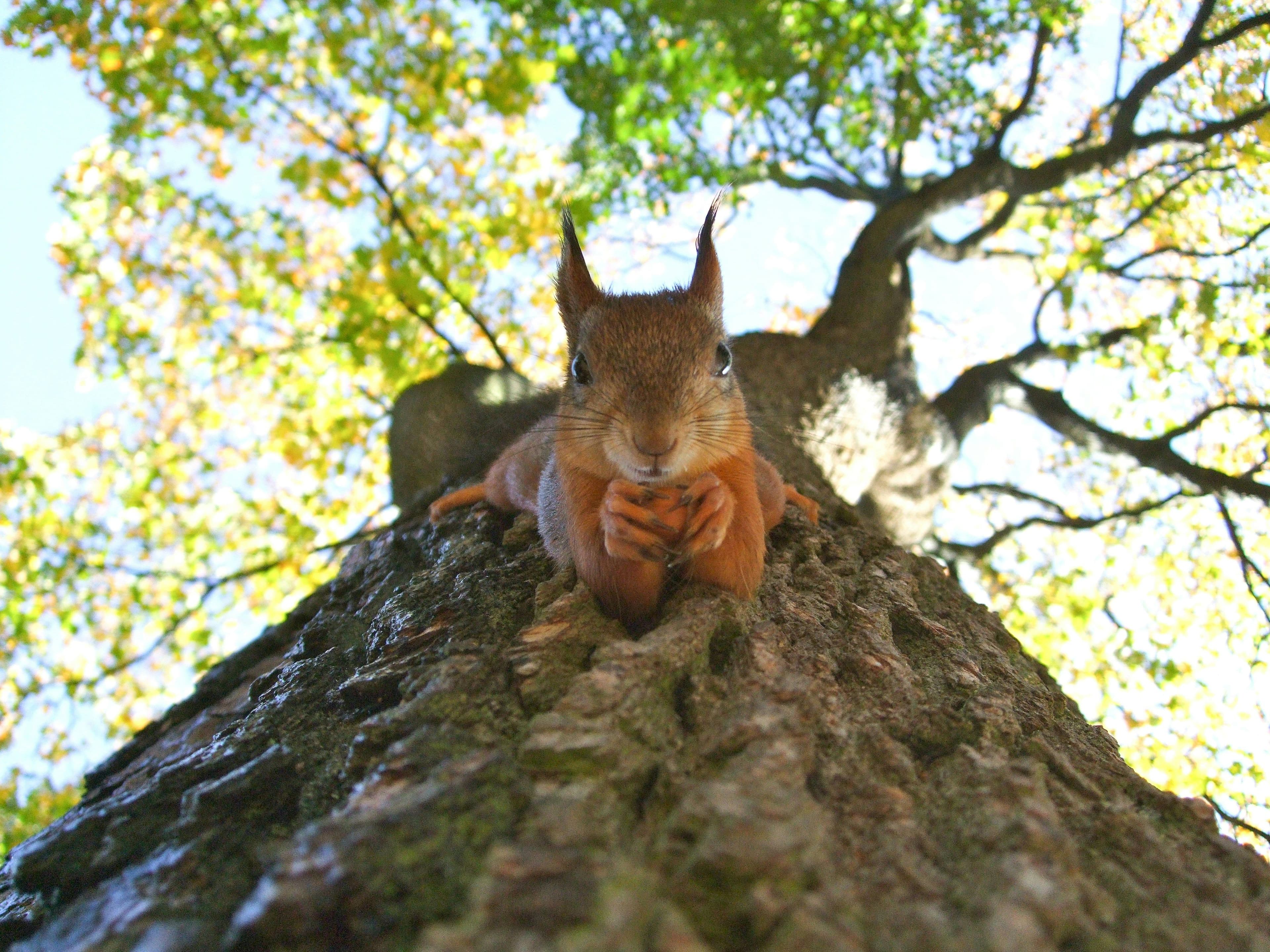 Squirrel!